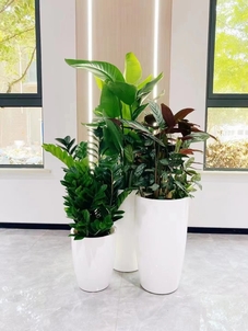 专业花卉出租，领略宁波鄞州的缤纷花世界